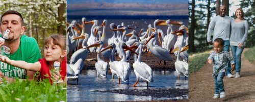 Pouch of Pelicans