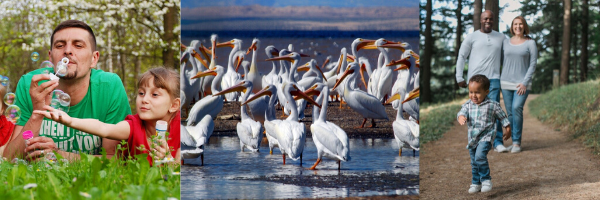 Pouch of Pelicans